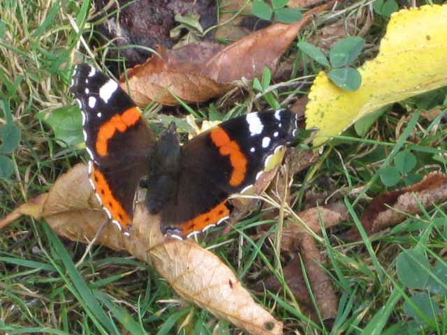 Papillons septembre 001