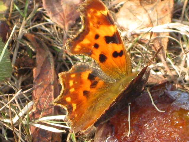 Papillons septembre 003
