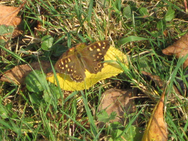 Papillons septembre 007