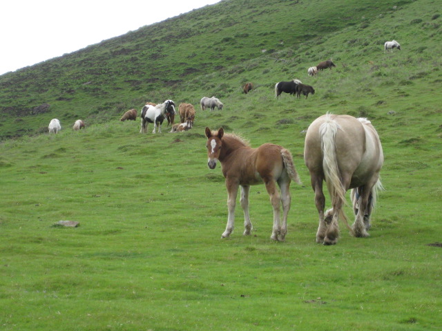 Pyrenees 1 074