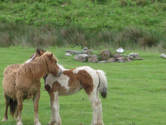 Pyrenees 1 080