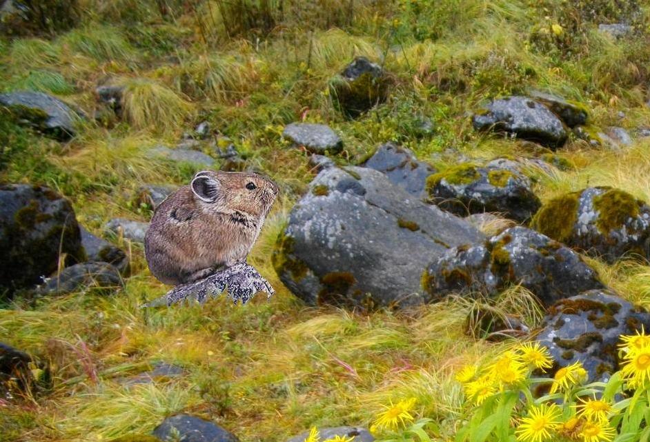 Pika