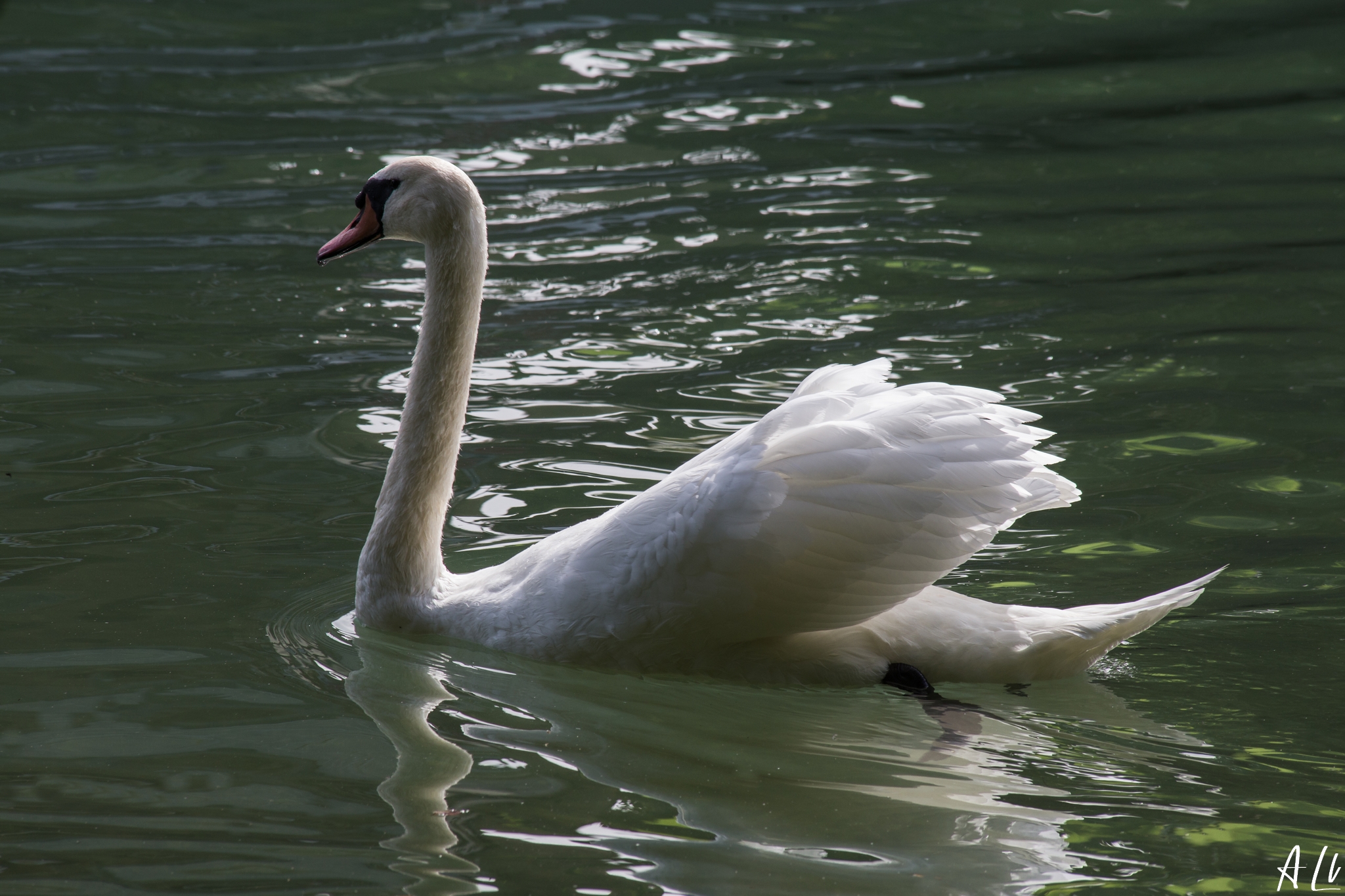 IMG 8268-2048