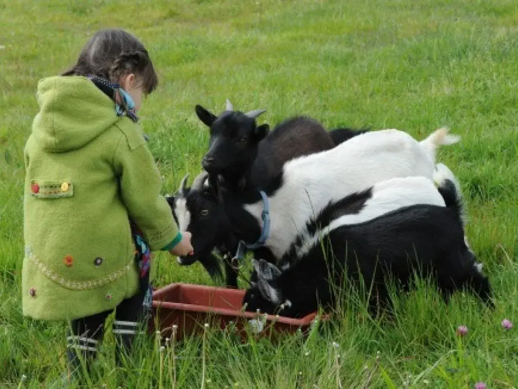 chèvres naines de la ferme pédagogique