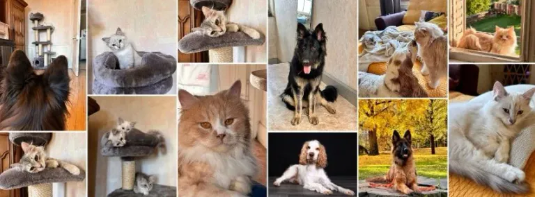 Mes chiens et mes chats, les moteurs de mon évolution 