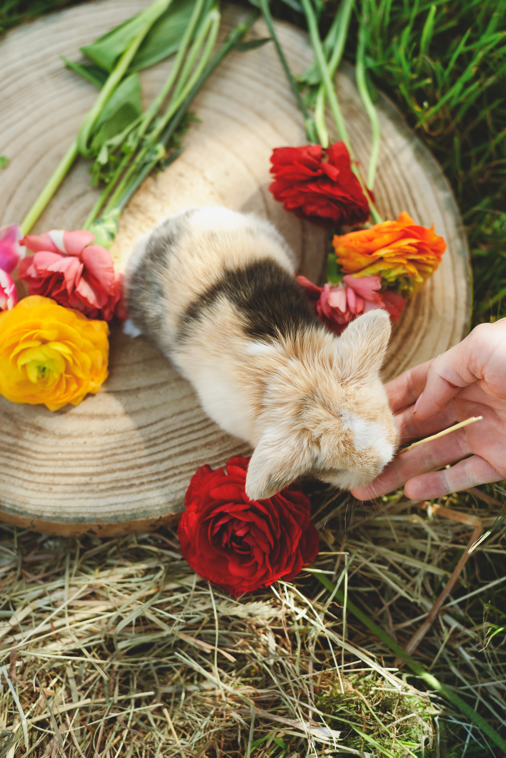 Web laura minipapouilles 35