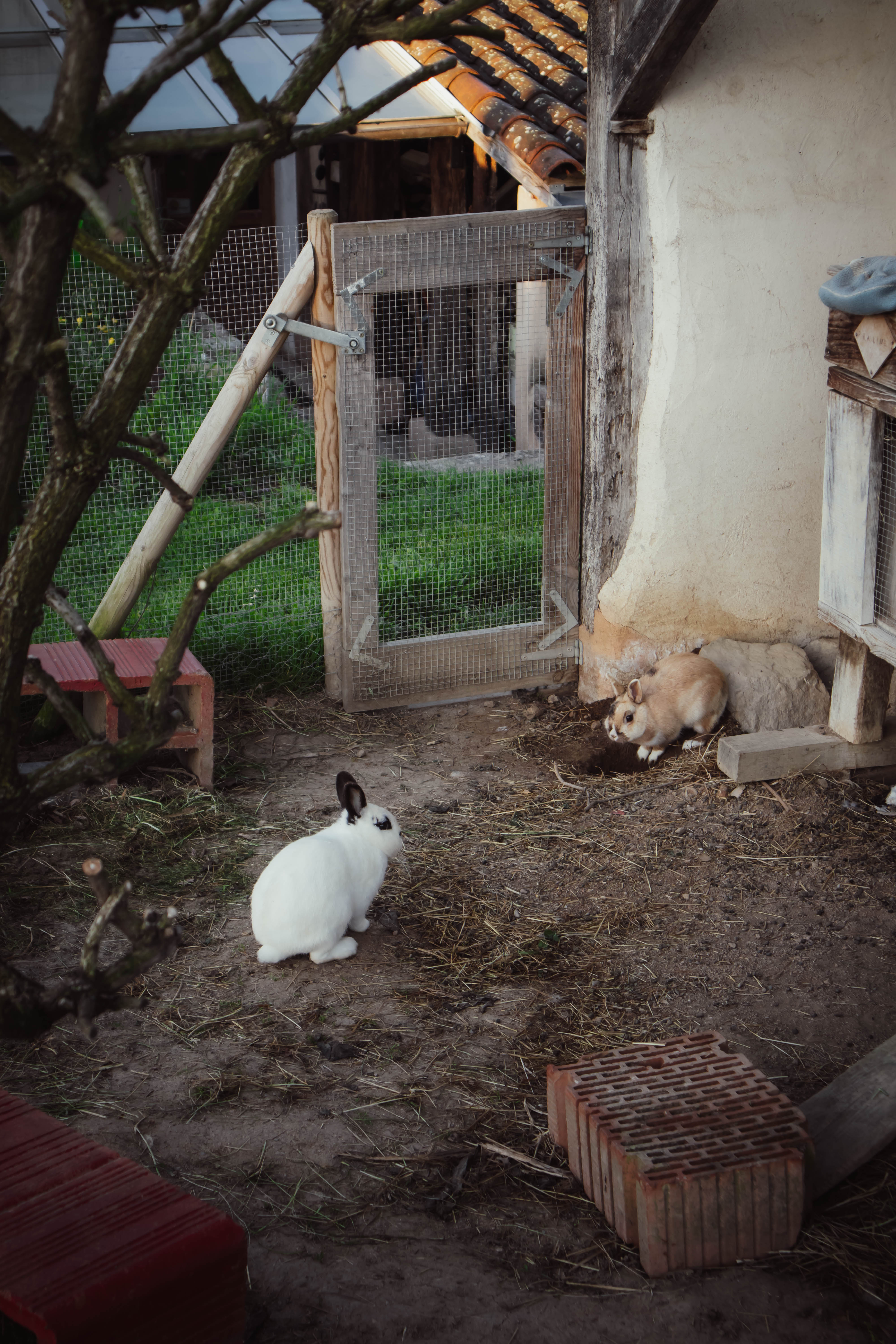 L enclos des lapins et cobayes