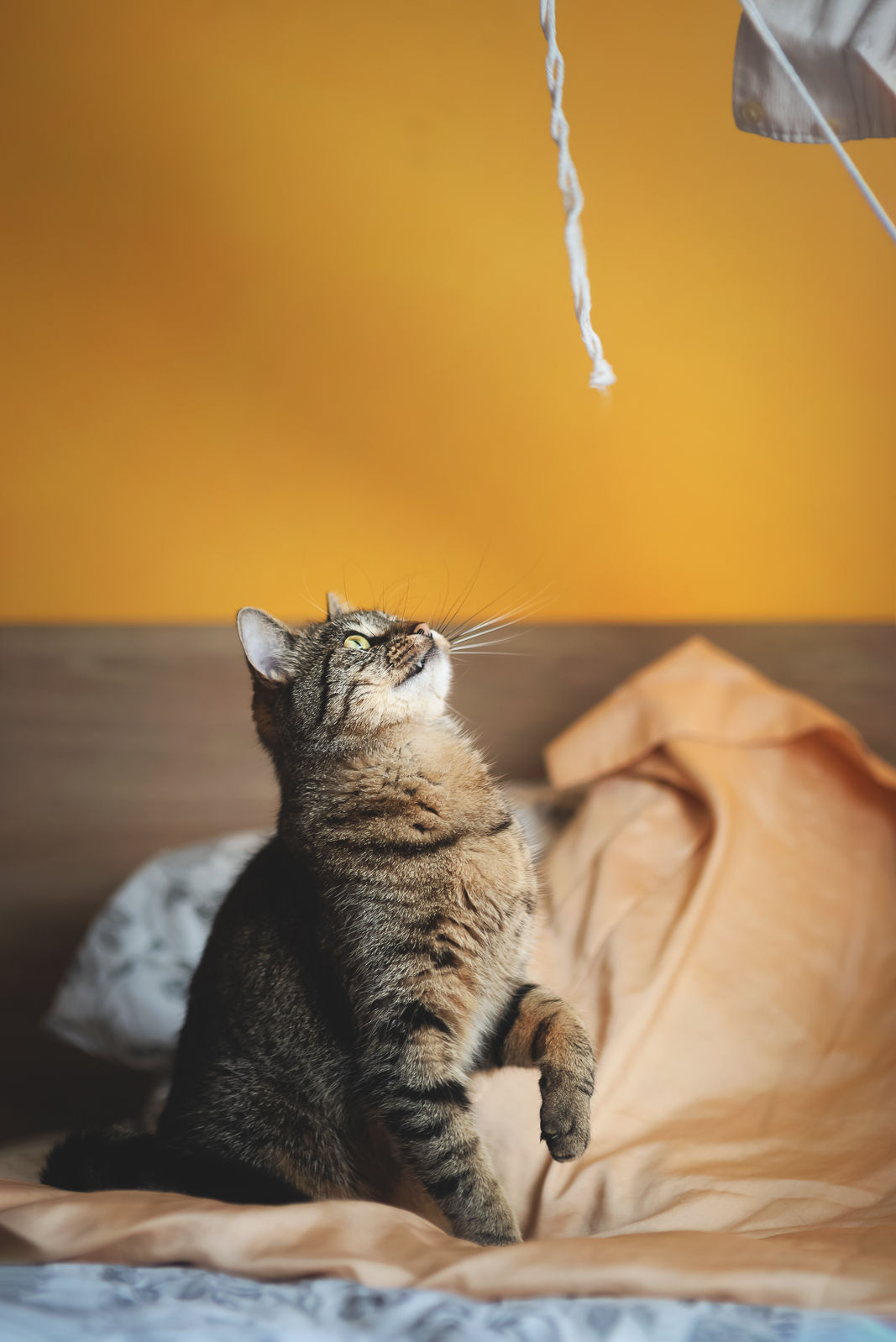 Web elori guiseppe 03 05 25 vilneuve studio  3