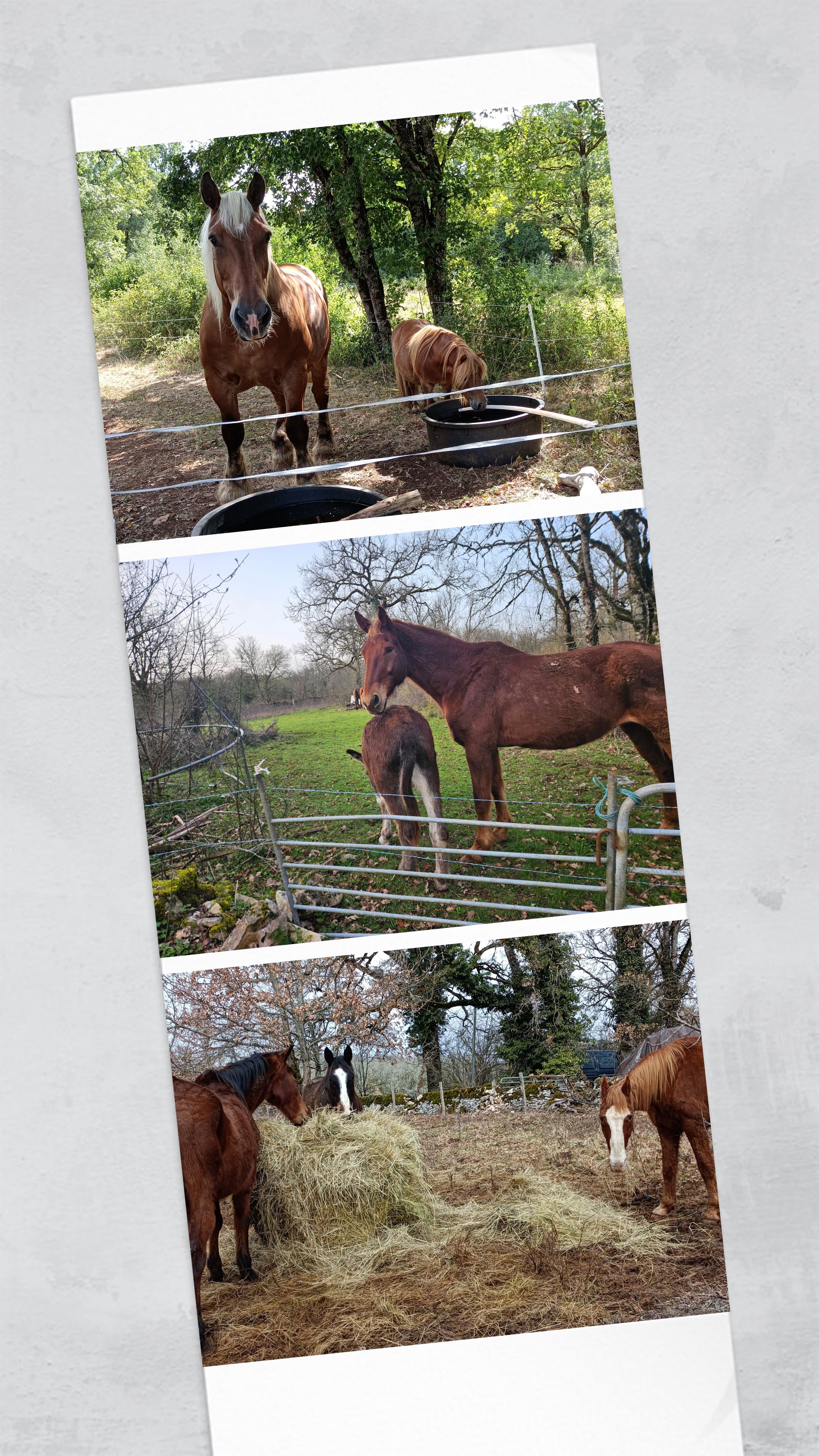 Les-chevaux-colage