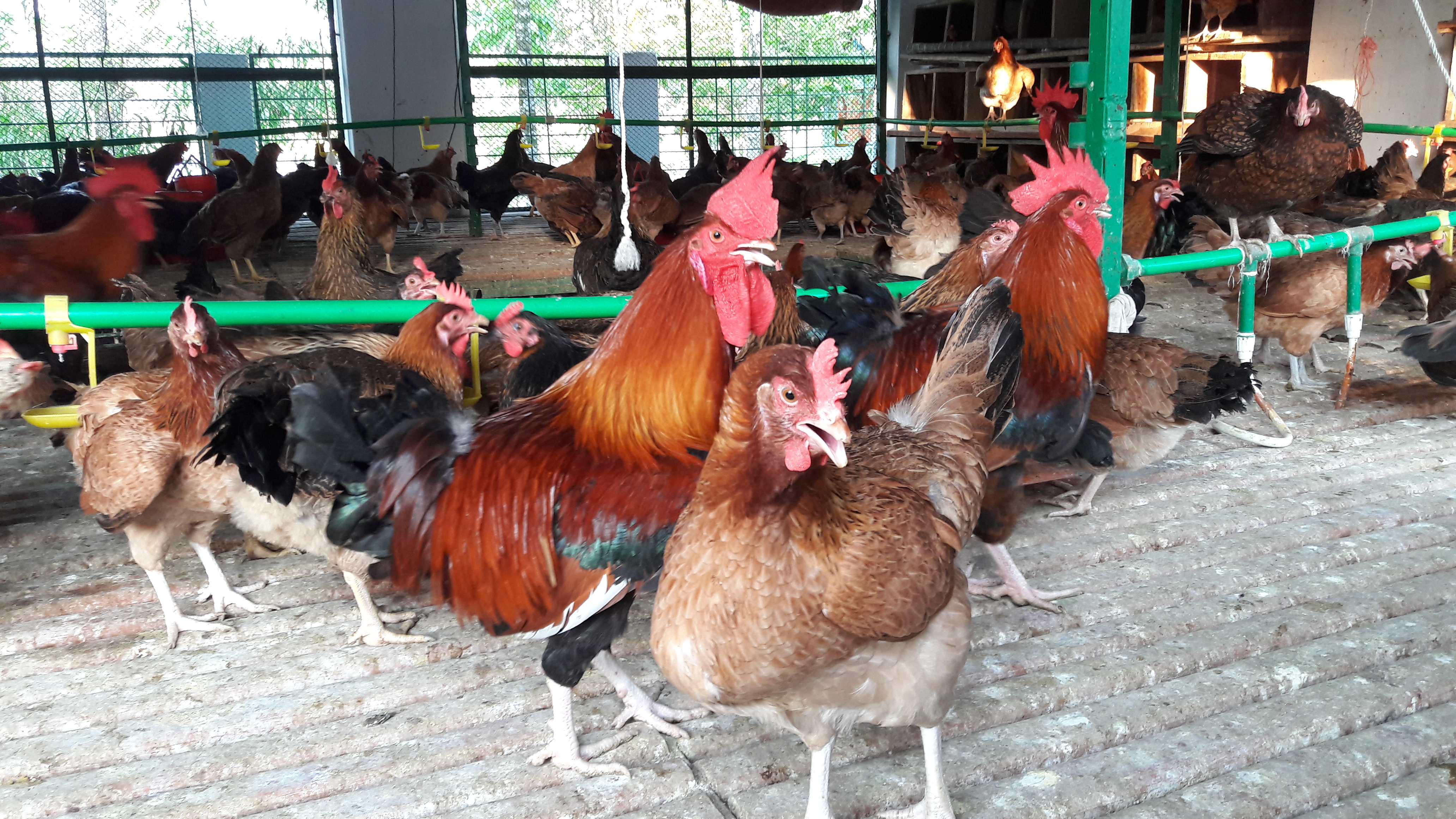 Native chicken Breeding farm