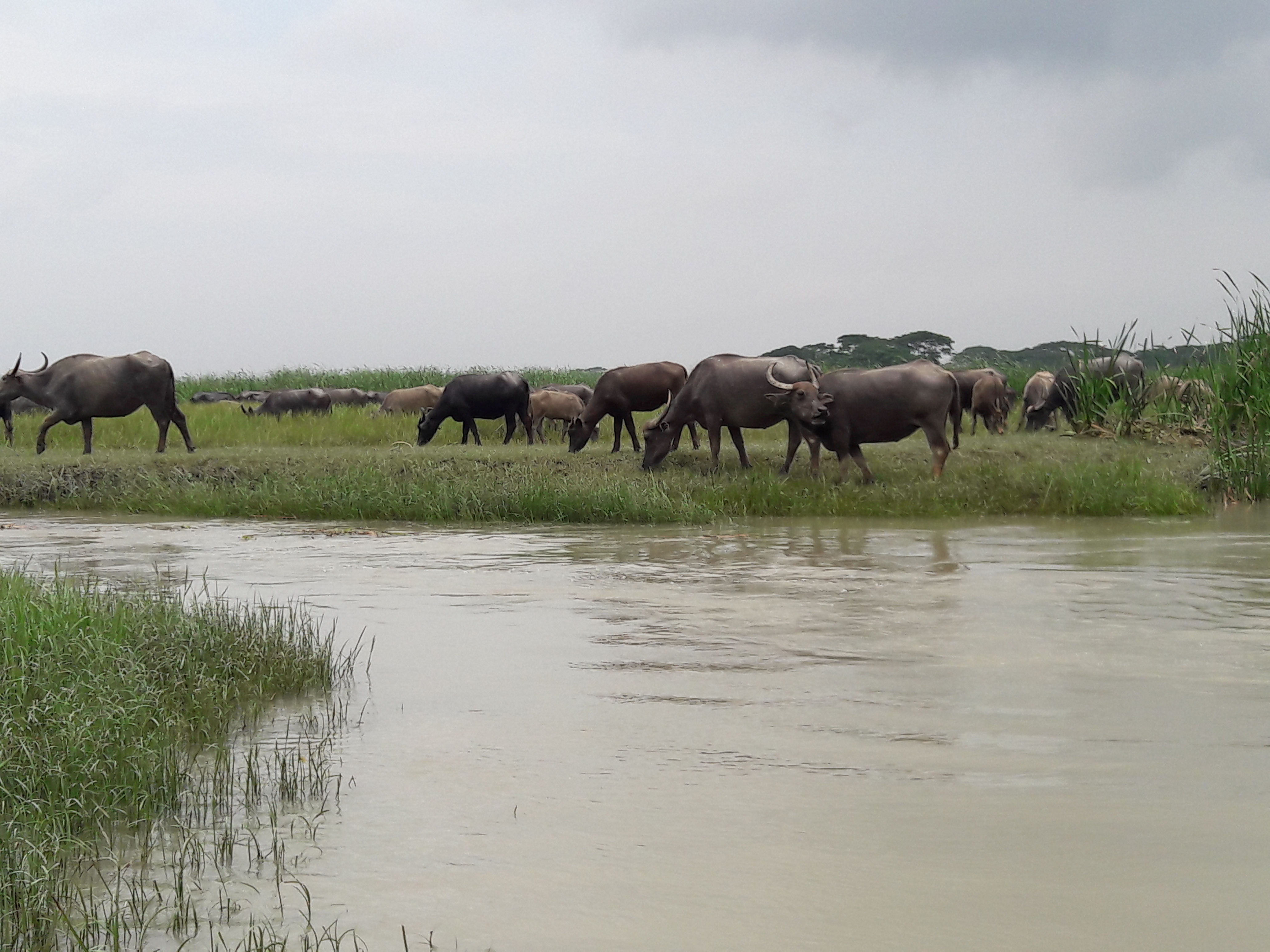 Buffalo of Bhola