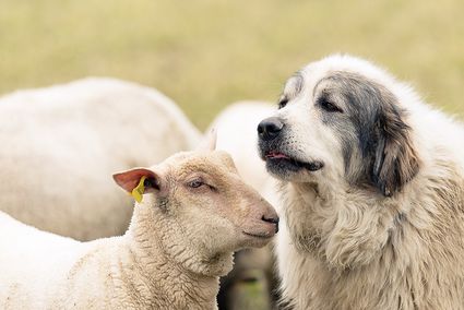  réunion Chiens de protection 