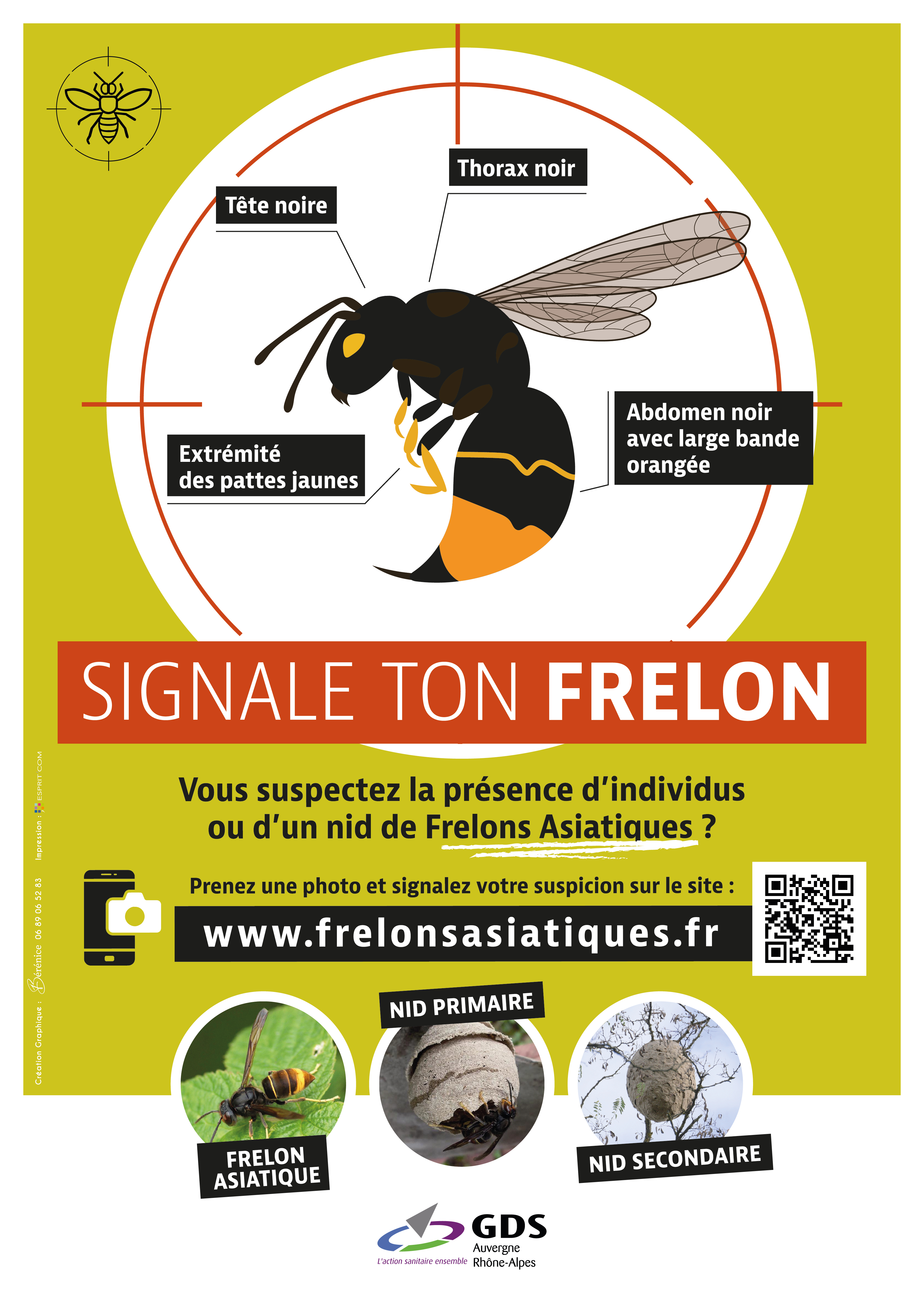 Frelon asiatique 