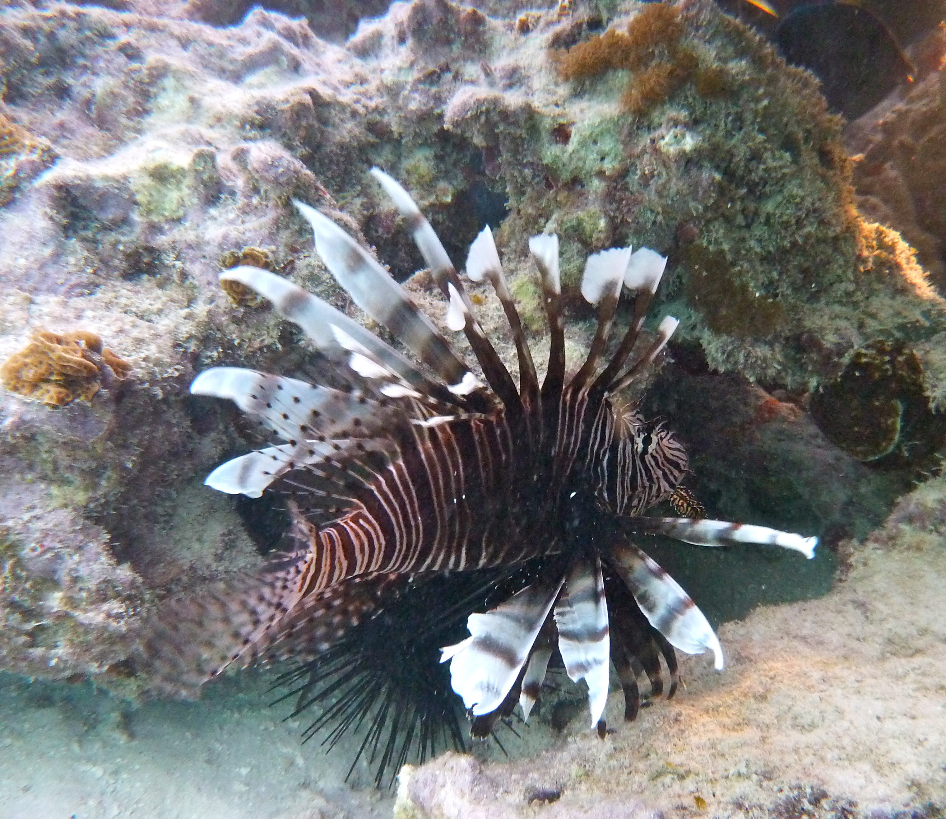 P1040879
