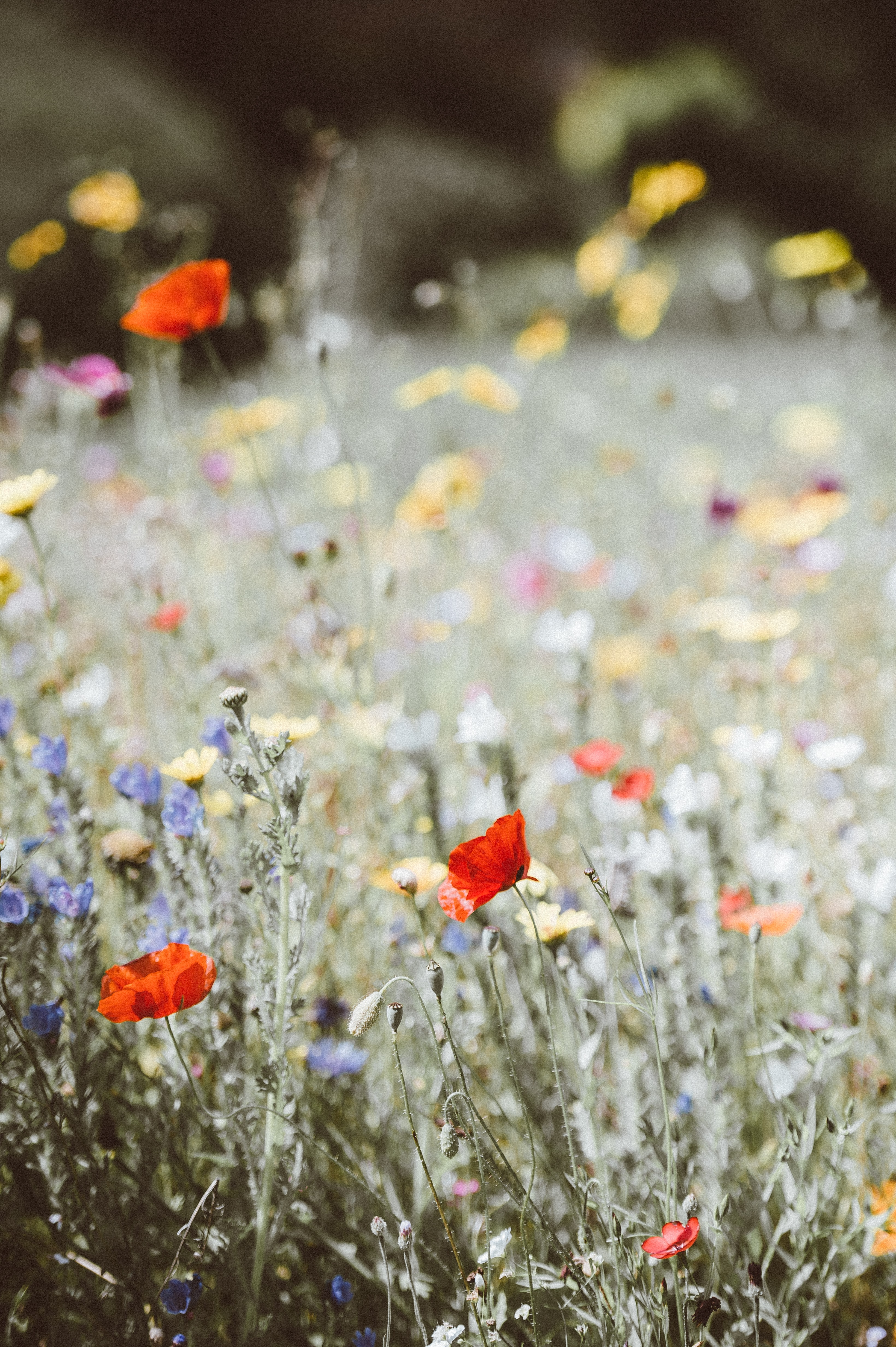 Annie-spratt-7SXNxz8UIw4-unsplash