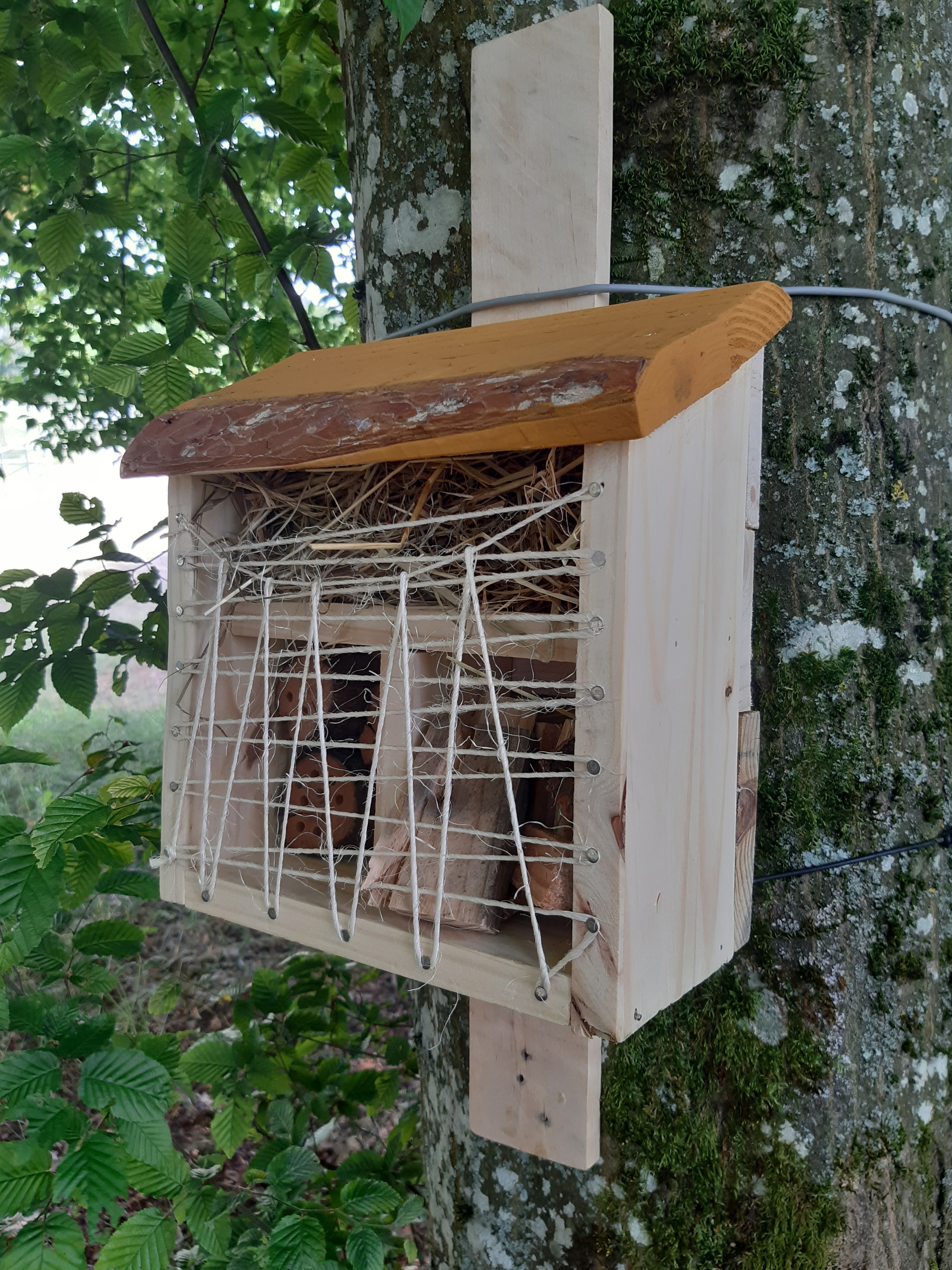 Hotel a insects