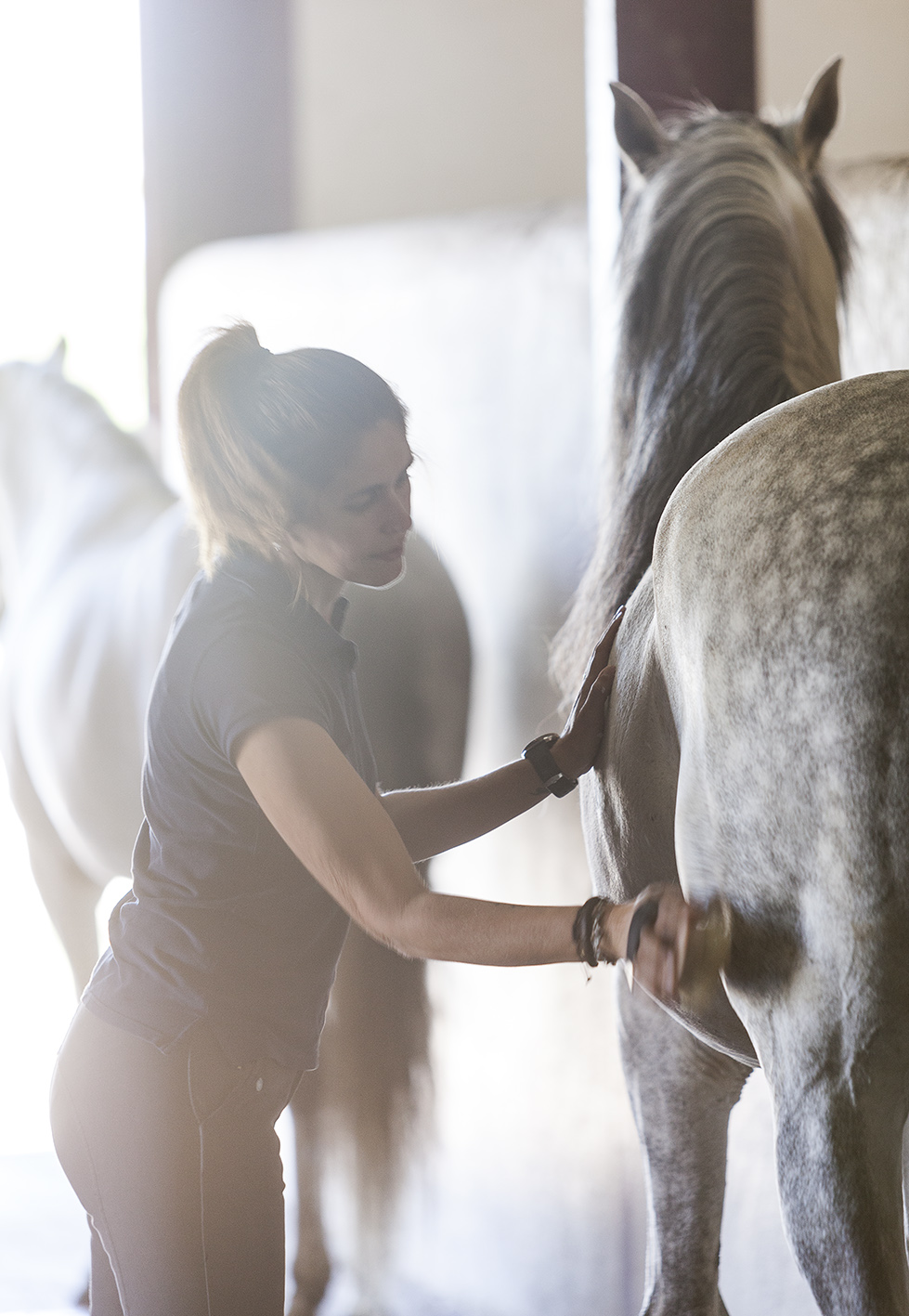 Haras viticole 25