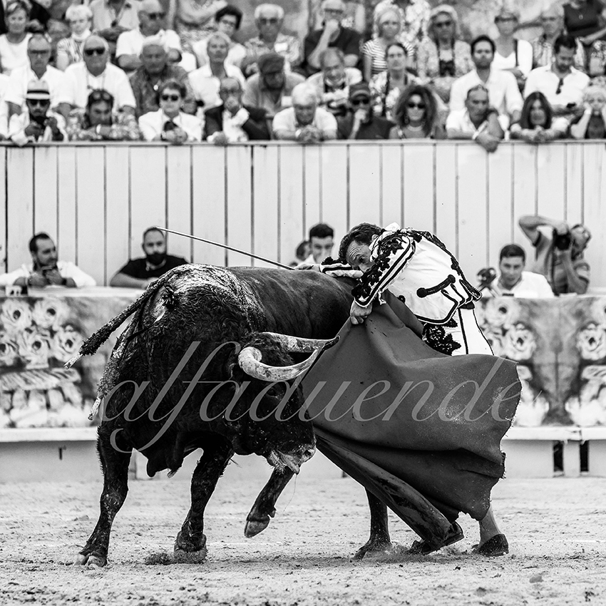 Arles 20210912 alfaduende 012 fd