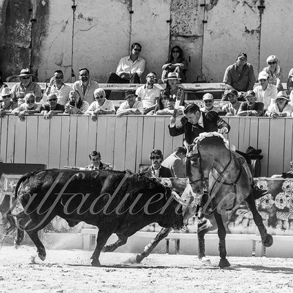 Arles 20210912 alfaduende rejon 007 fd