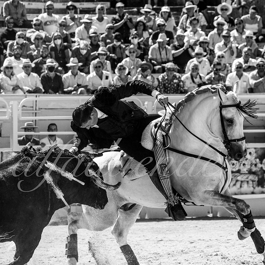 Arles 20210912 alfaduende rejon 009 fd