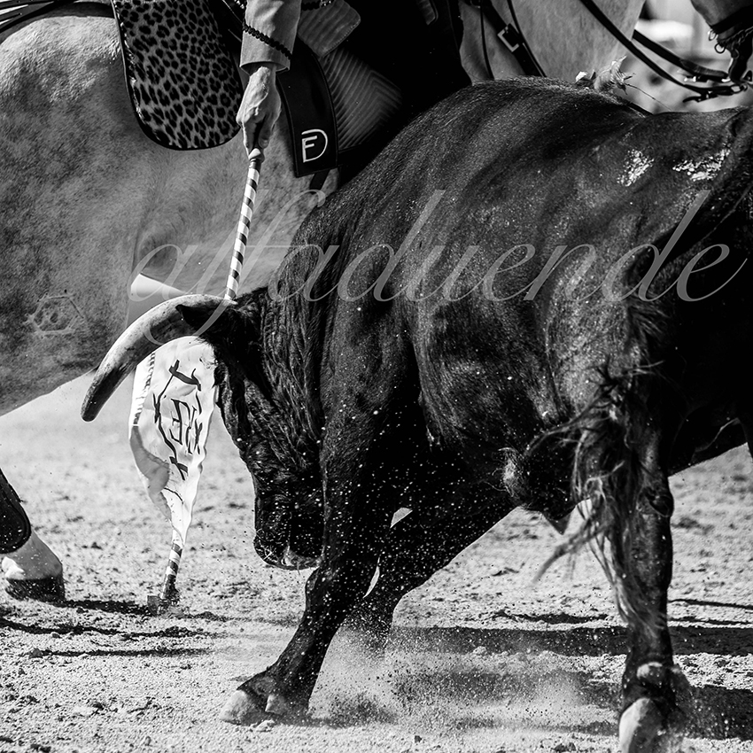 Arles 20210912 alfaduende rejon 010 fd