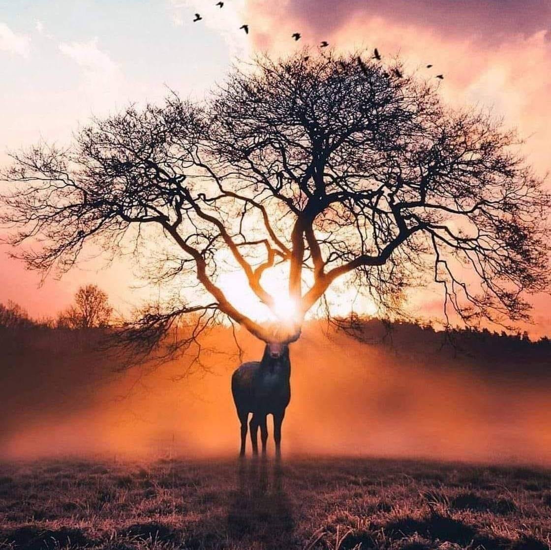 Cerf