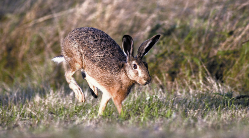 Chasse