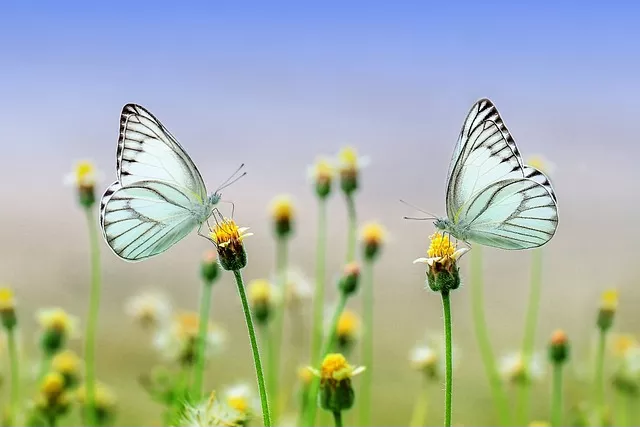 Butterflies-g495679bd4 640