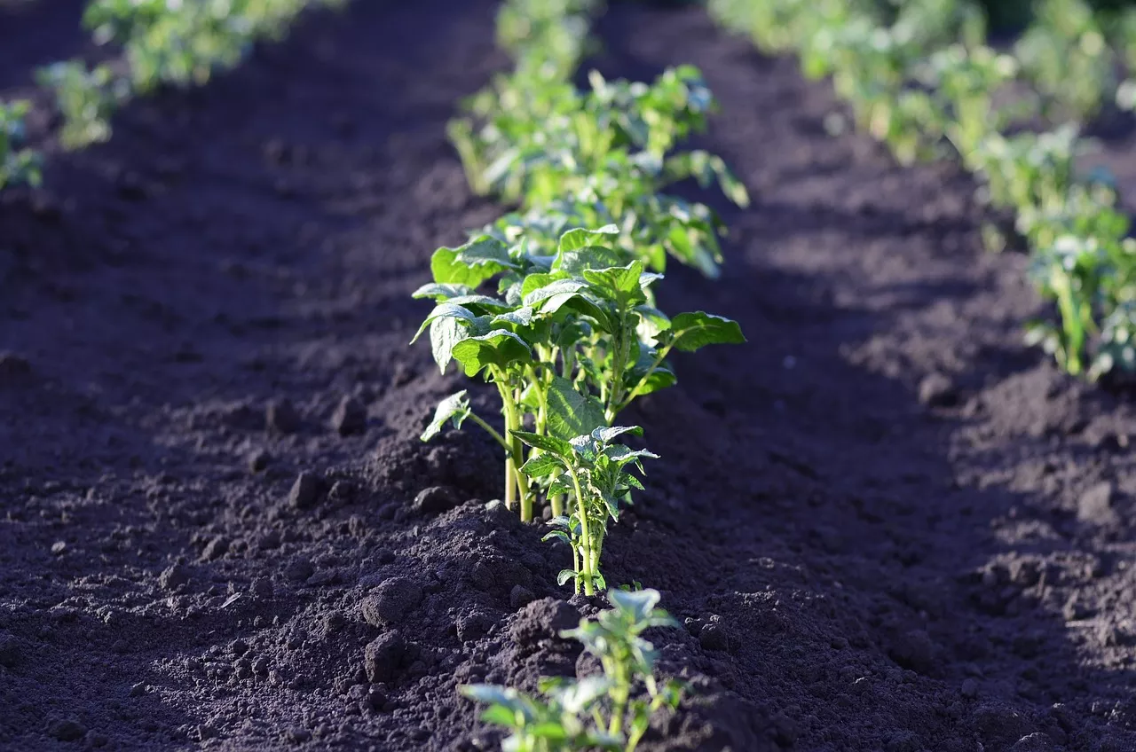 Field g09ccb1a01 1280