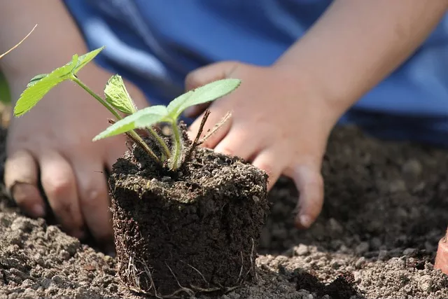 Plants-gd789ce525 640