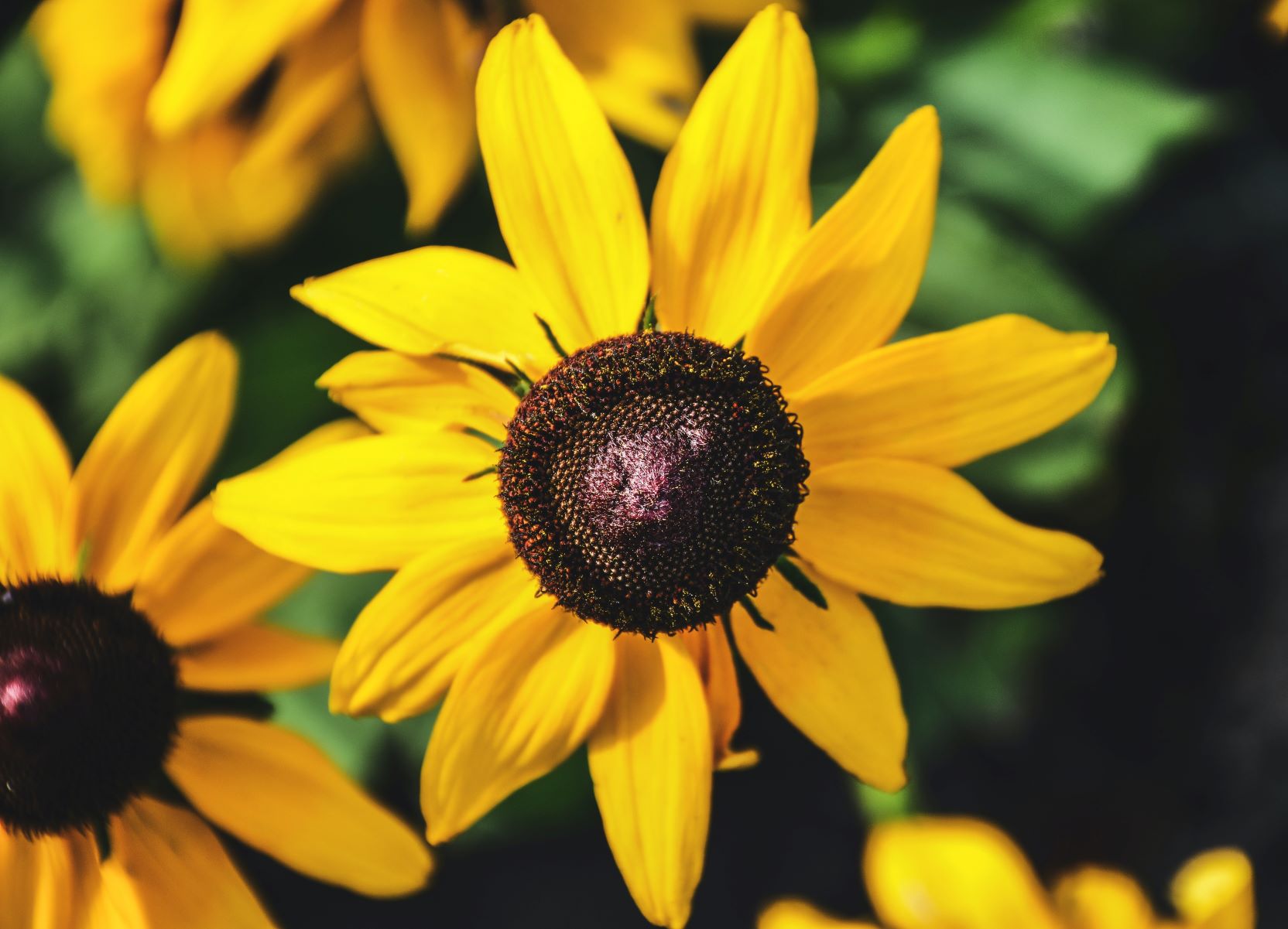 Fleur-jaune-seule-2