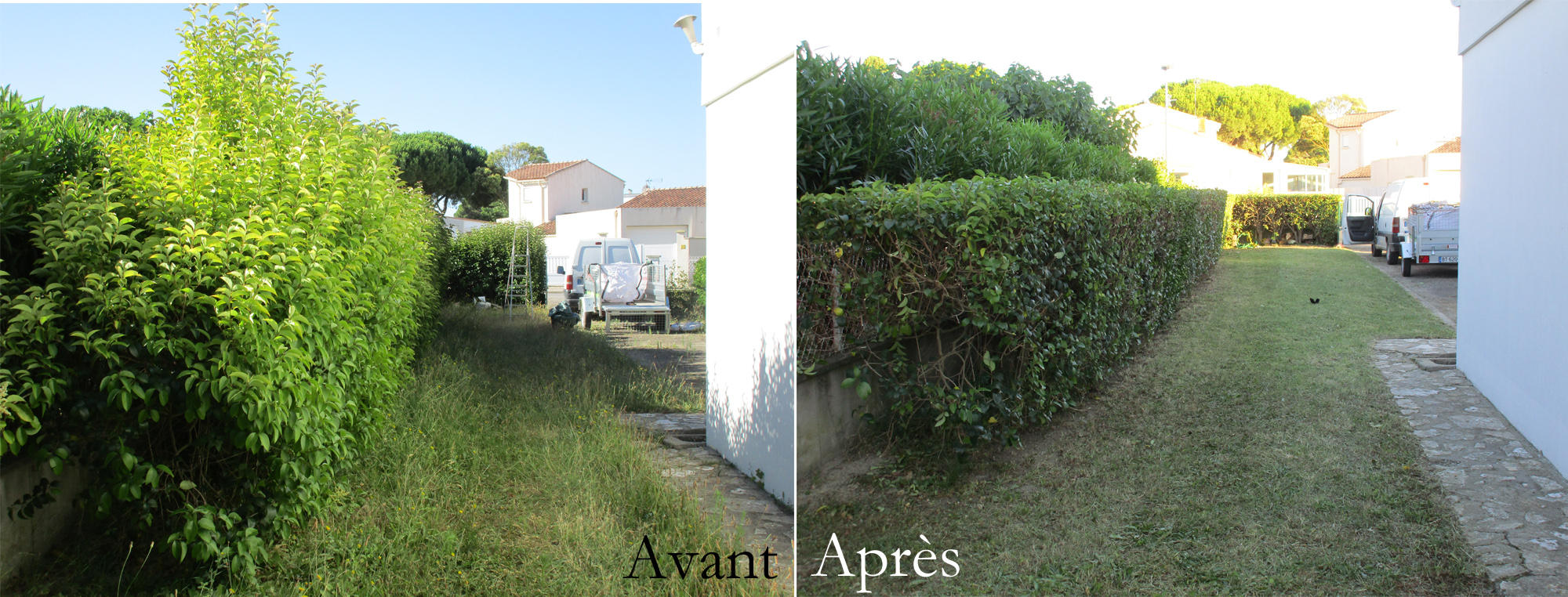 Avant apres tailles
