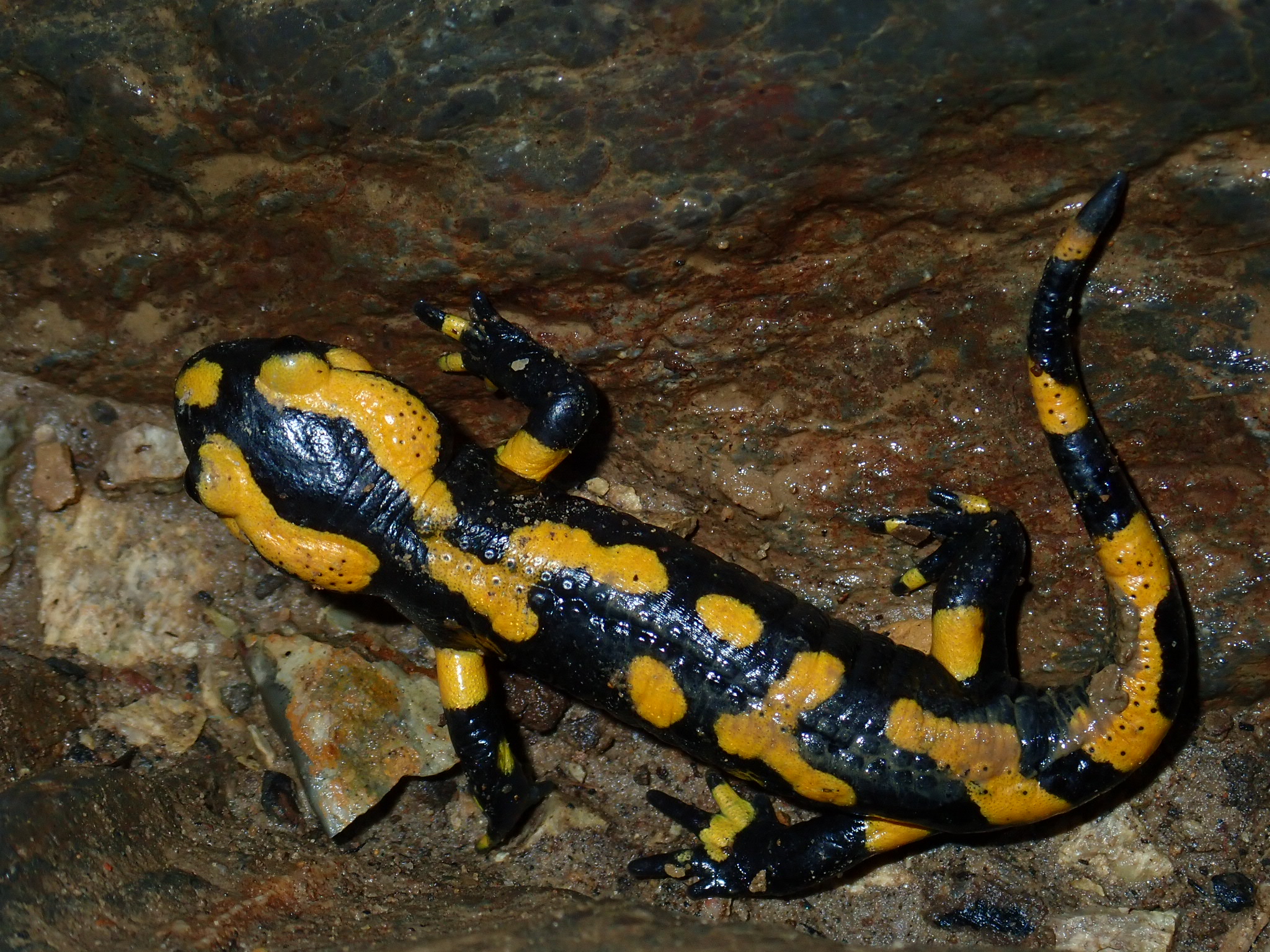 Une salamandre, locataire du Trou d'Haquin ...