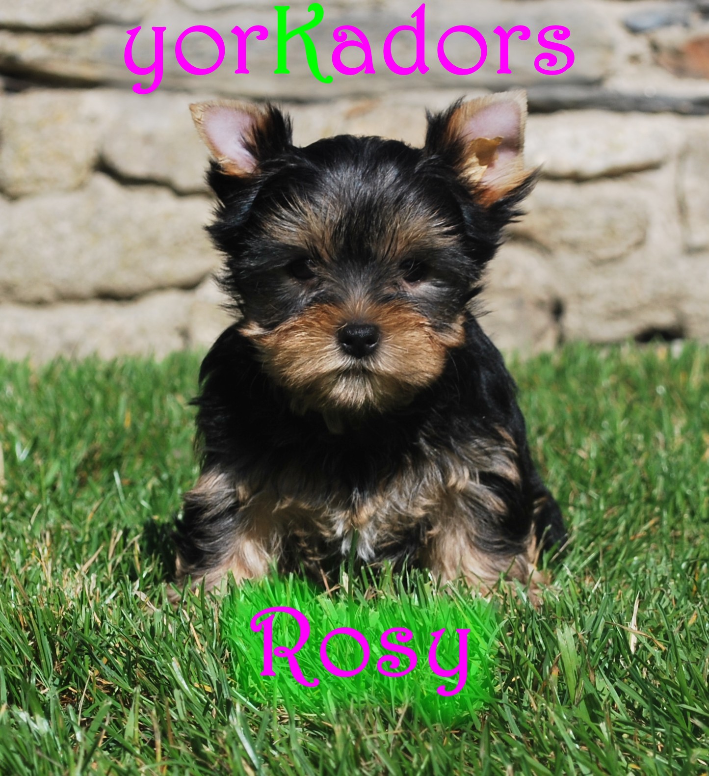 Rosypeiffer