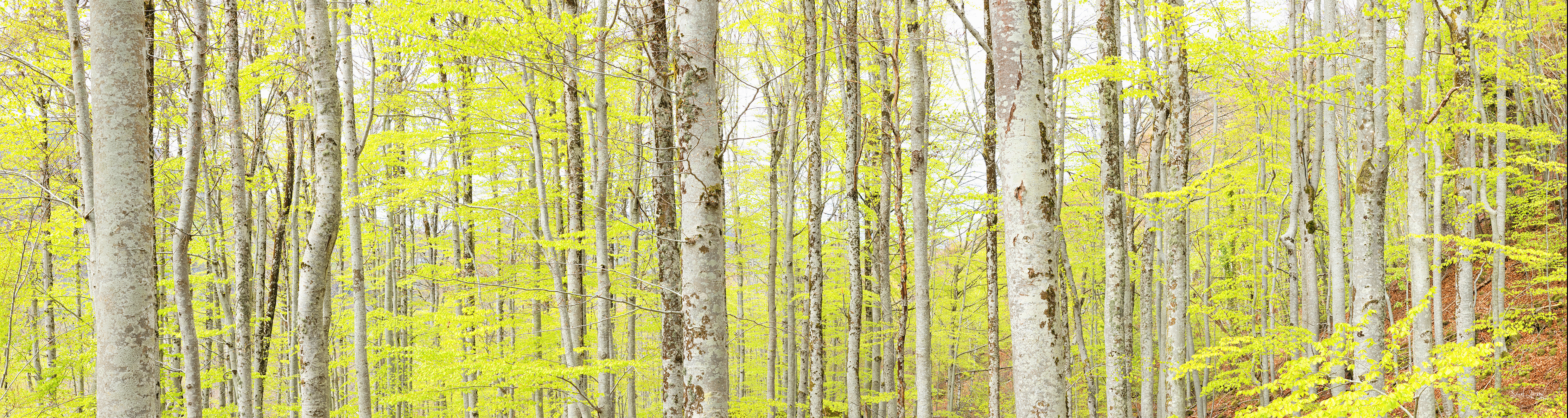 Dsc 6489 pano fte