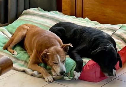 Ed2022 02 19 dana and brigand asleep in bed after a busy day playing and walking