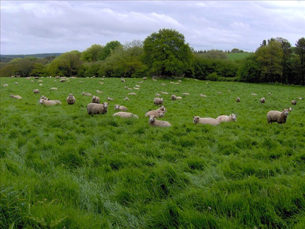 Moutons champs de kergomar 3