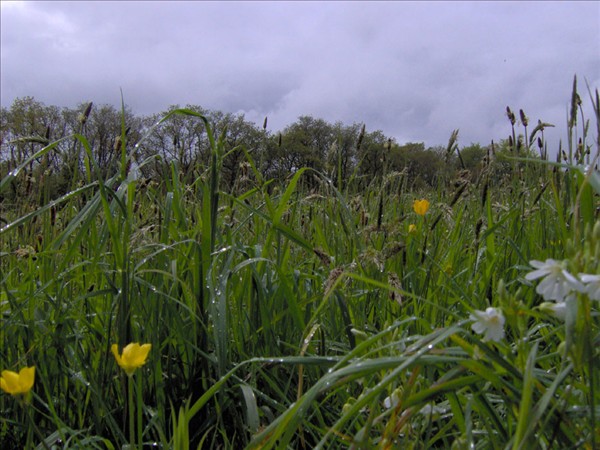 Prairie fleurie kergomar