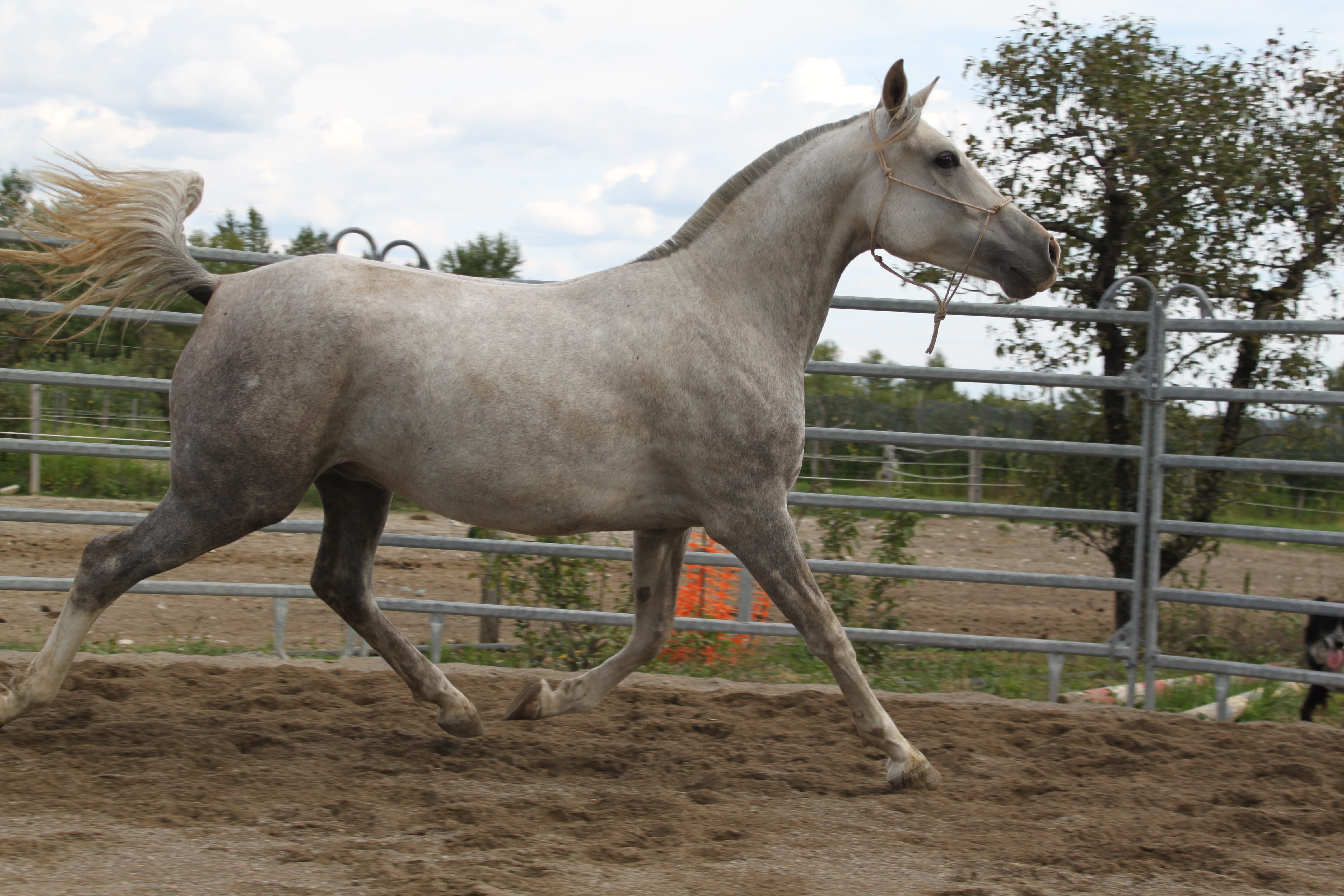 Baltazar aout 2015 3 