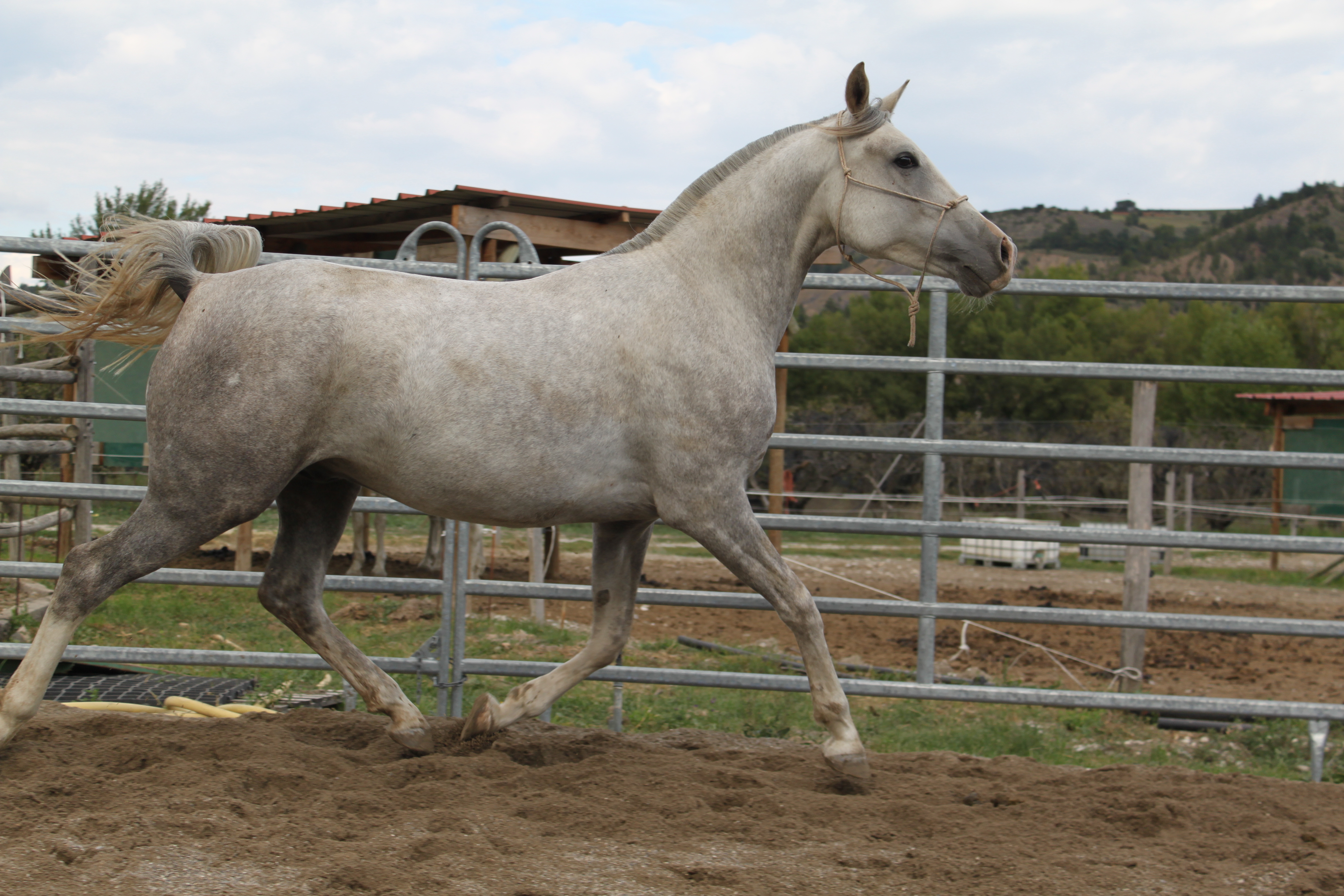 Baltazar aout 2015 1 