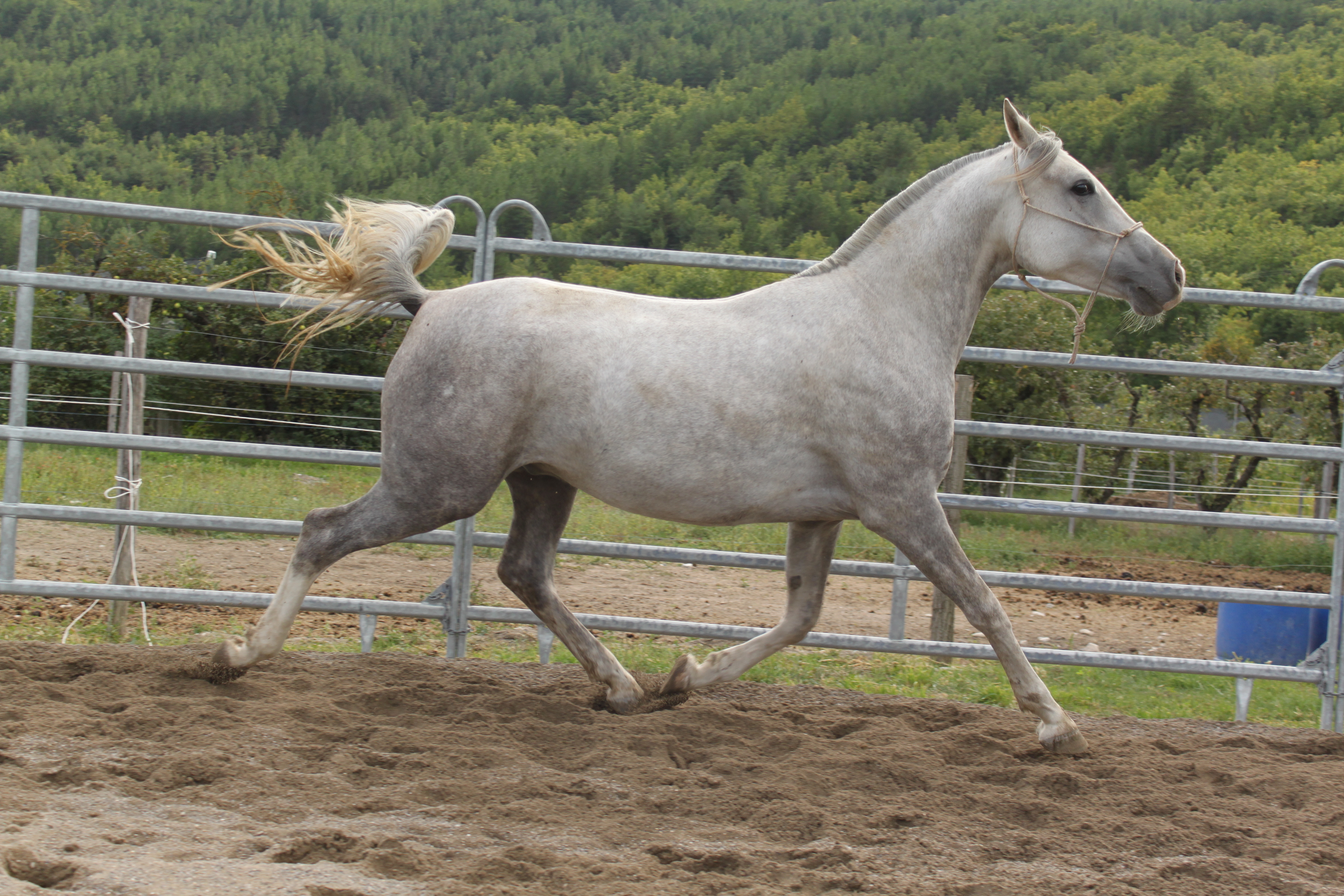 Baltazar aout 2015 7 