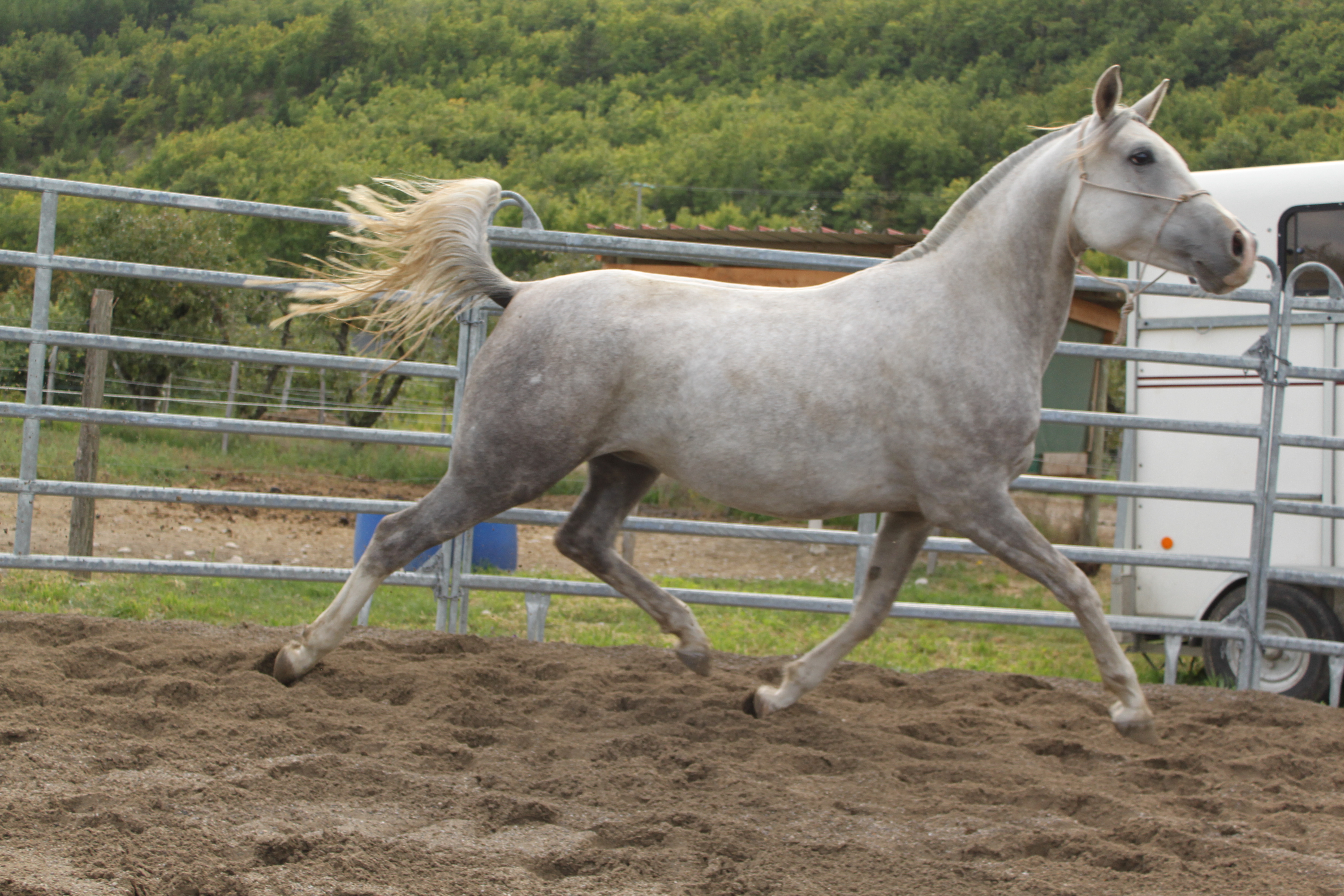 Baltazar aout 2015 9 