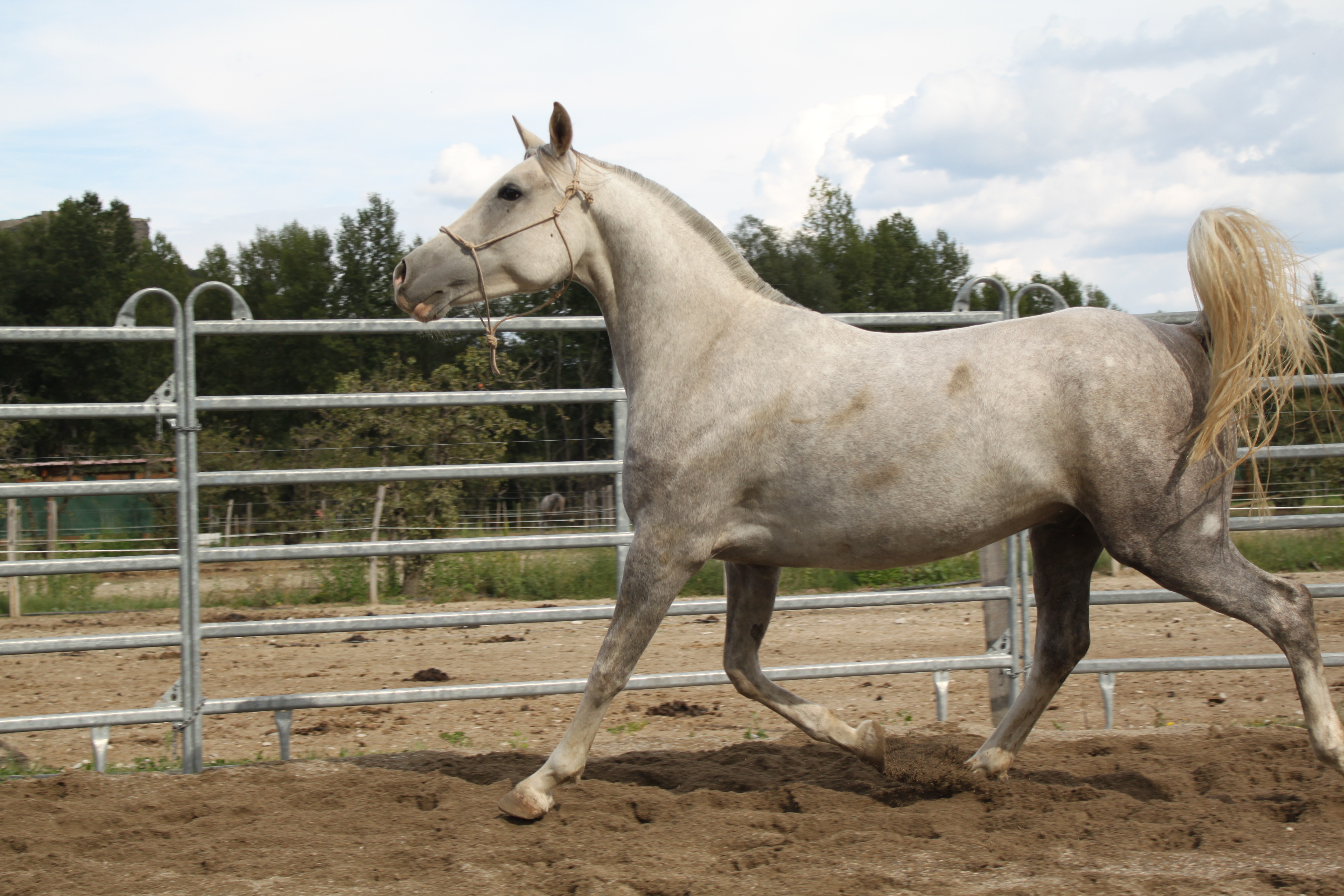 Baltazar aout 2015 10 