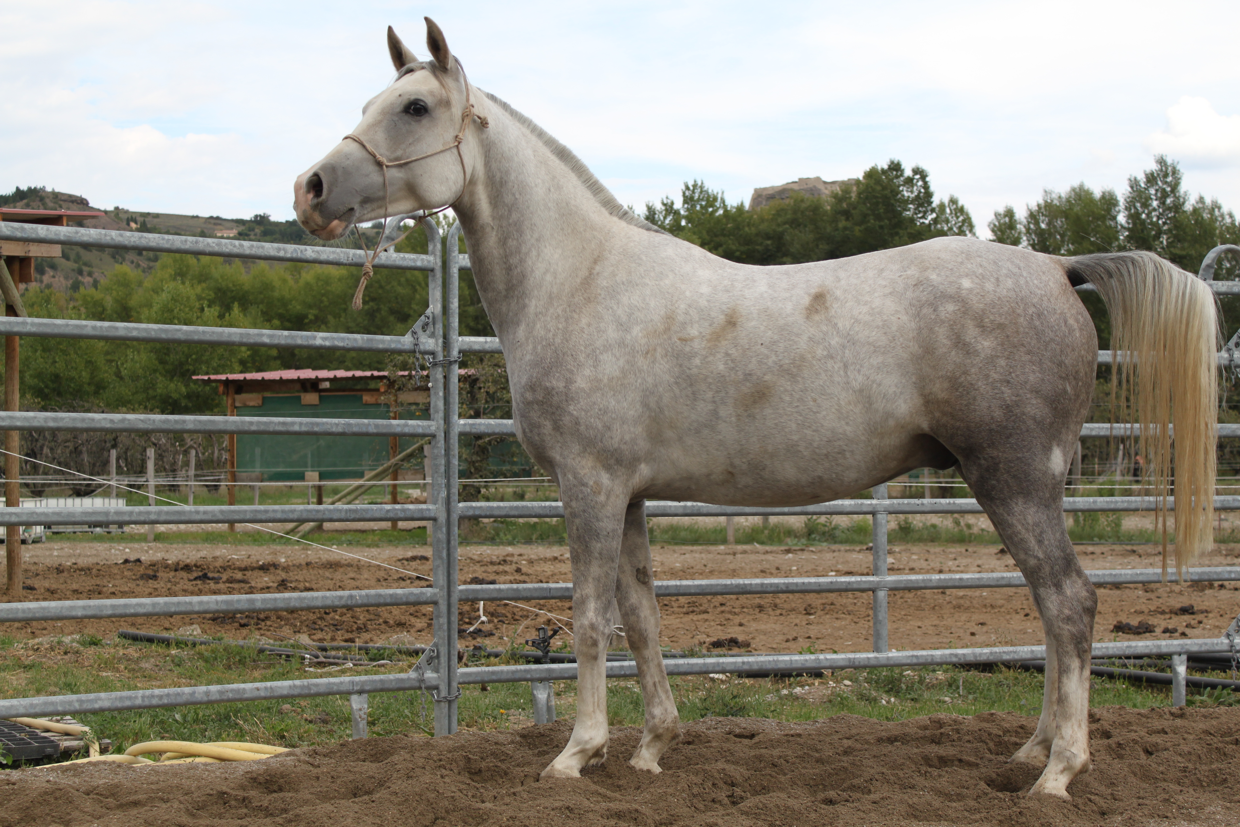 Baltazar aout 2015 21 