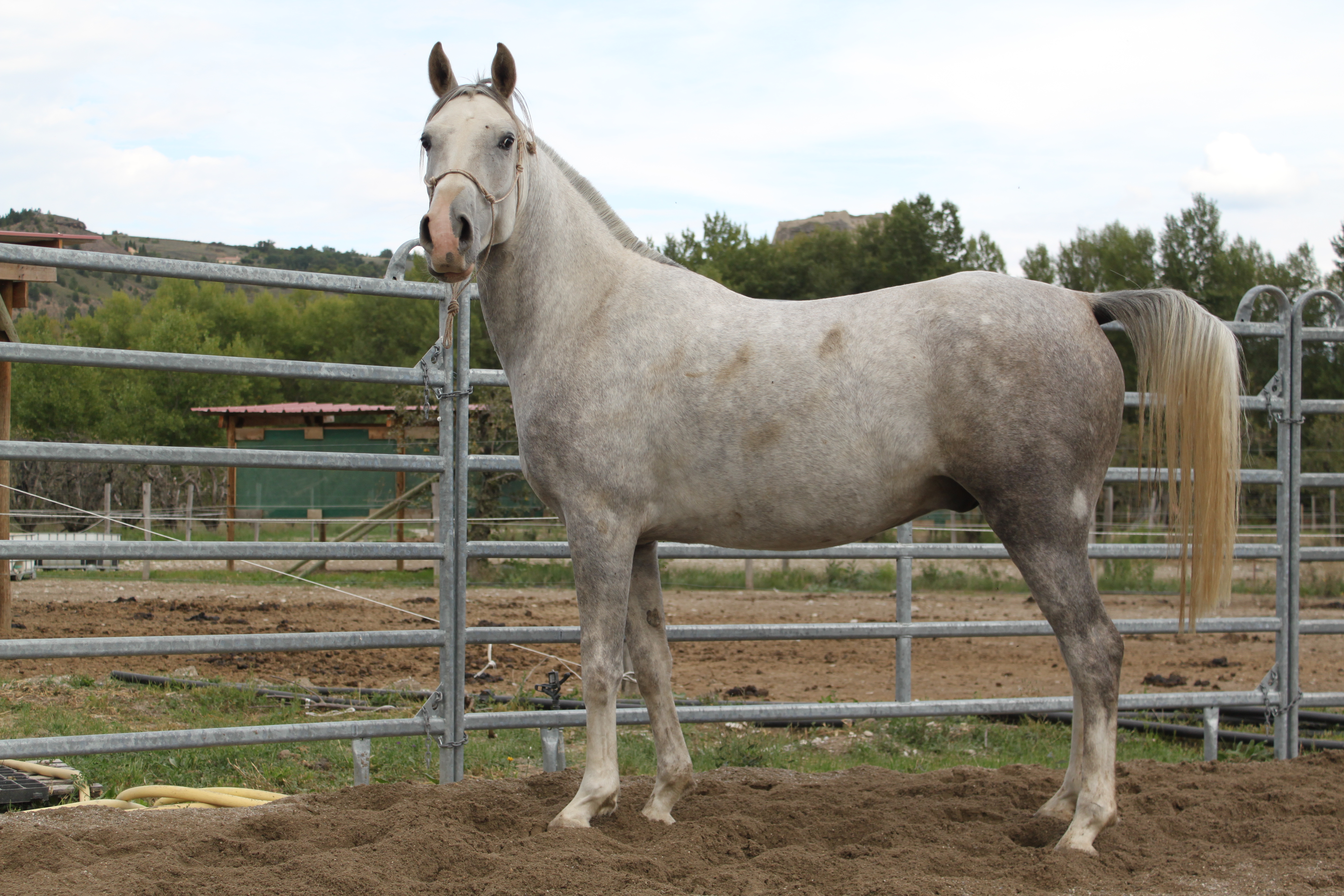 Baltazar aout 2015 24 