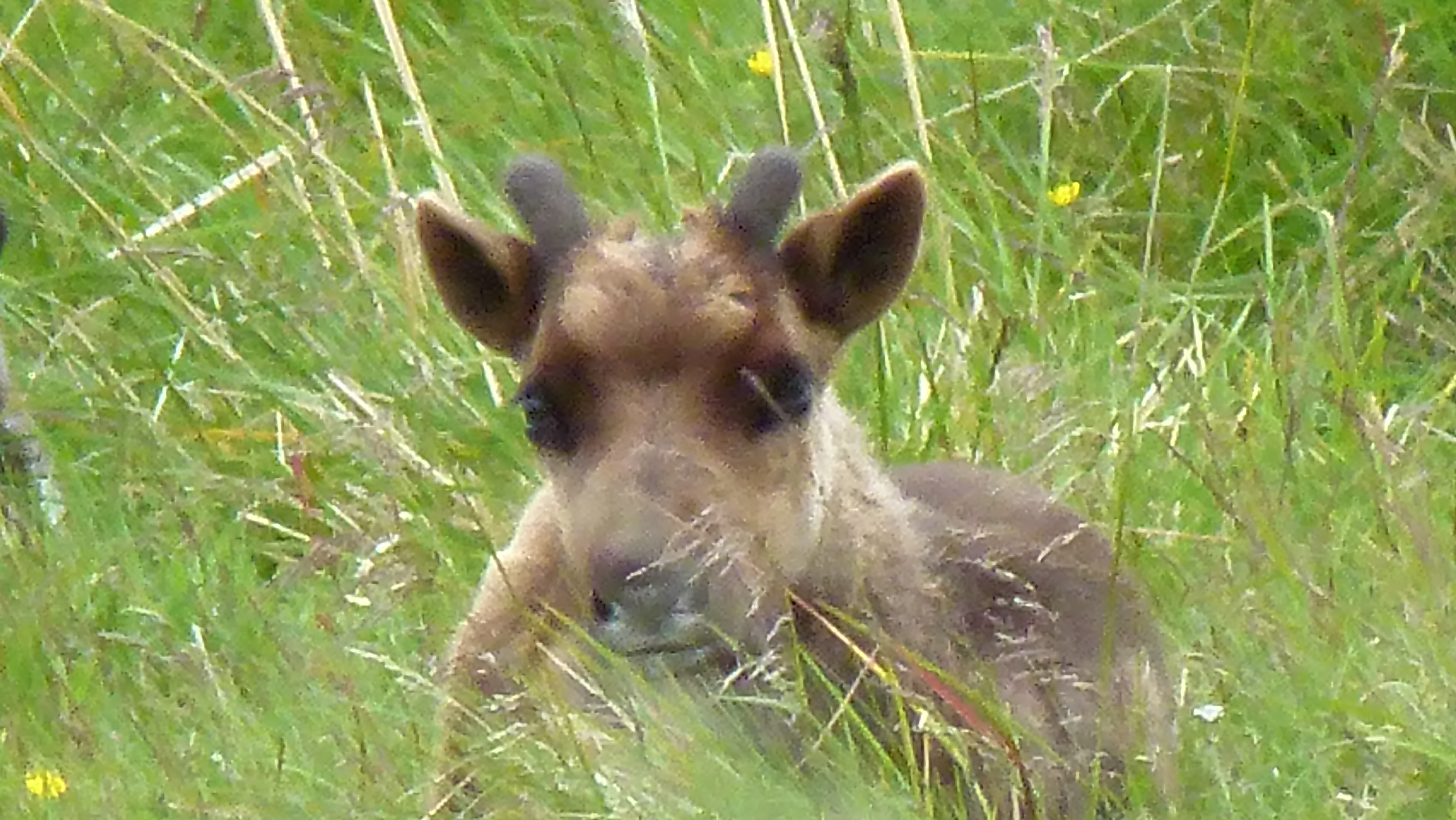 Etape  17 :    Ile de Soroya ANNULE