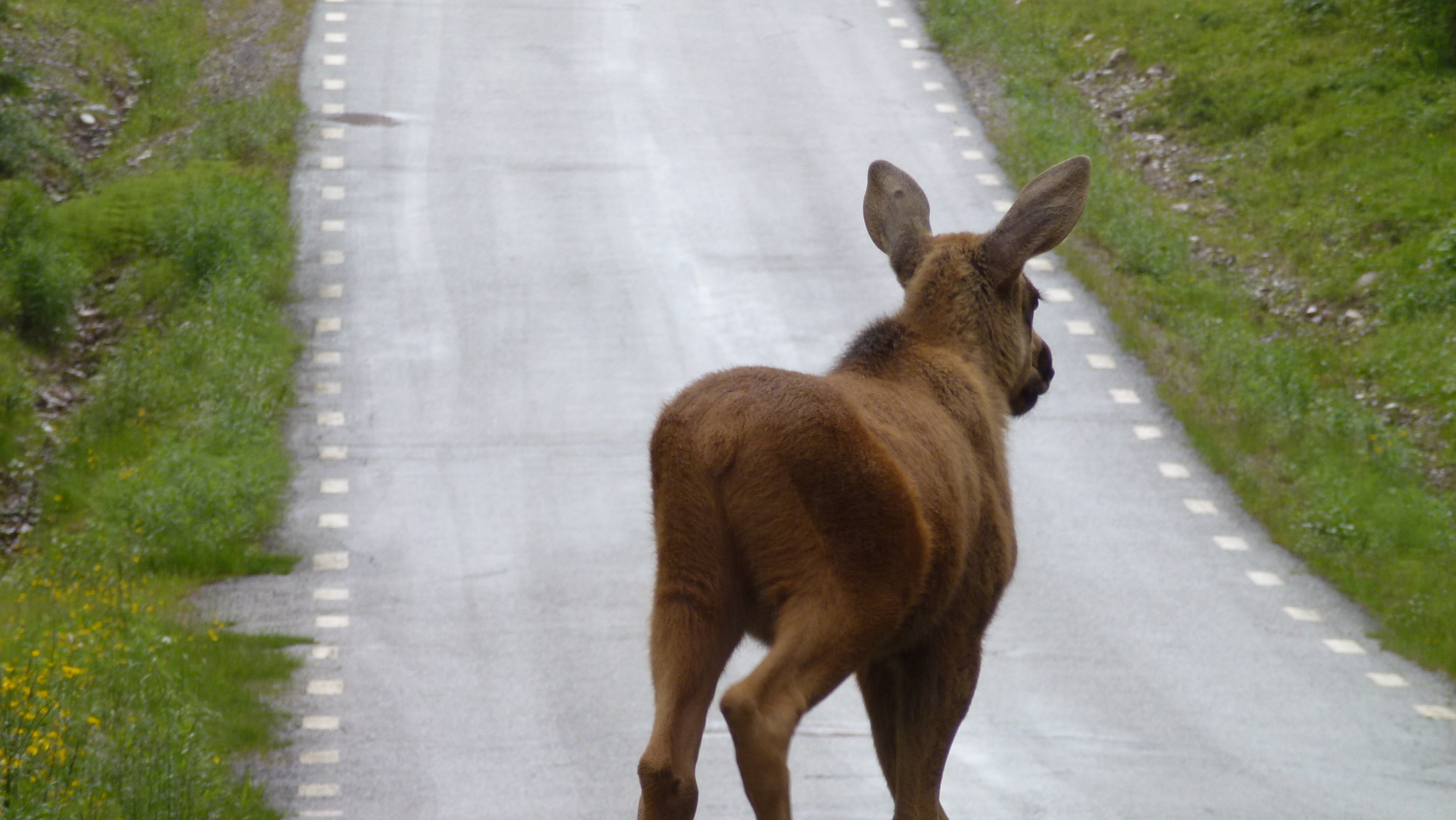 Etape  8 :   Sarna  - Kakuasen (Suede)