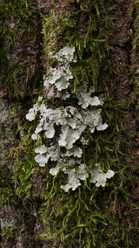 Lichen 2