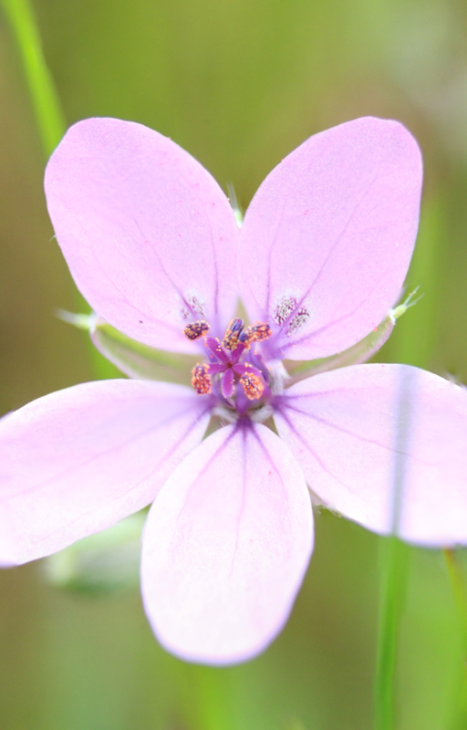 Erodium bec de grue