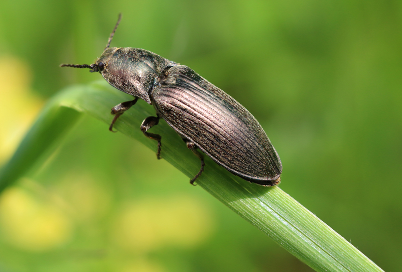 Coleoptere 1